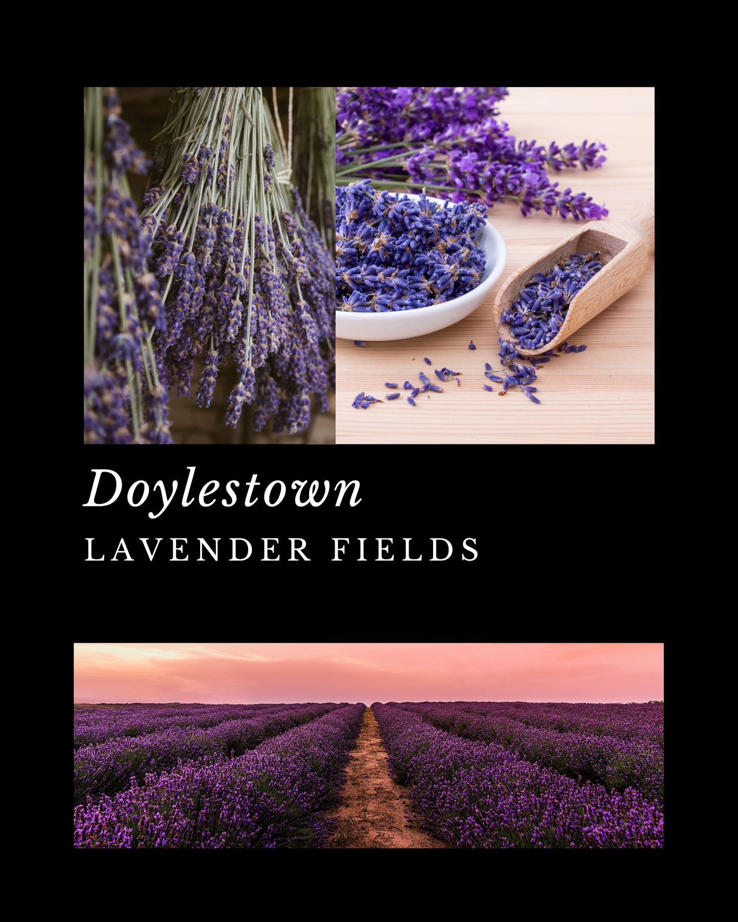 Doylestown - Lavender Fields